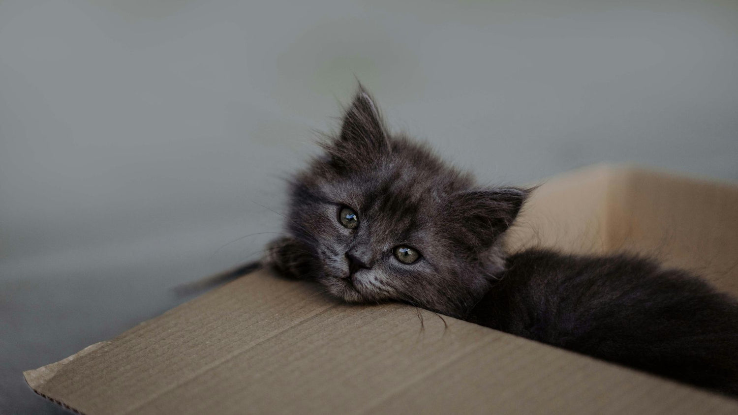 Cat in a box, representing the contentment and curiosity of a cat with a clean and well-maintained litter box from PetUtopia.