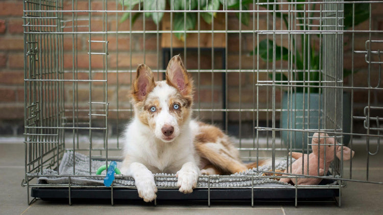 A happy border collie looking at the camera from a comfortable kennel, showcasing PetUtopia's range of dog kennels and crates.