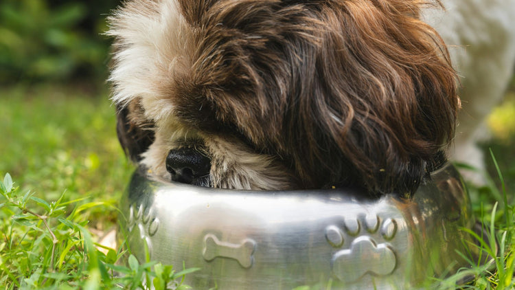 Dog eating from his bowl, showing the happiness coming from PetUtopia foodaccessoires.