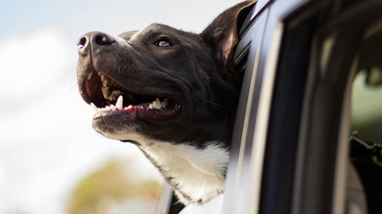 A happy dog showing its clean and healthy teeth, thanks to PetUtopia's teeth and gum health products.