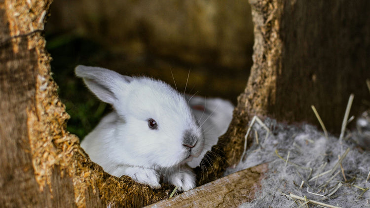 A rabbit comfortably resting inside a cozy wooden hutch, showcasing PetUtopia's quality craftsmanship.