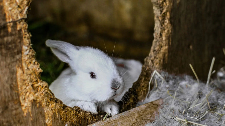 A rabbit comfortably resting inside a cozy wooden hutch, showcasing PetUtopia's quality craftsmanship.