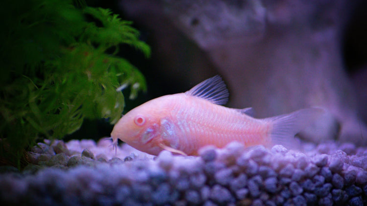 A vibrant aquarium with fish swimming over colorful gravel and glamour stones, highlighting the stylish ground cover options from PetUtopia.