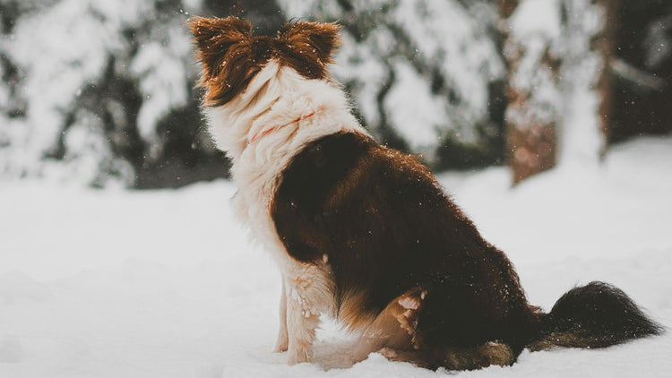 A happy dog playing in the snow, showcasing the joy and energy that comes from a healthy diet of PetUtopia's frozen dog food.