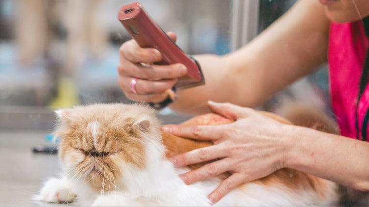 A content cat being groomed with a trimmer, showcasing the quality grooming products available at PetUtopia.