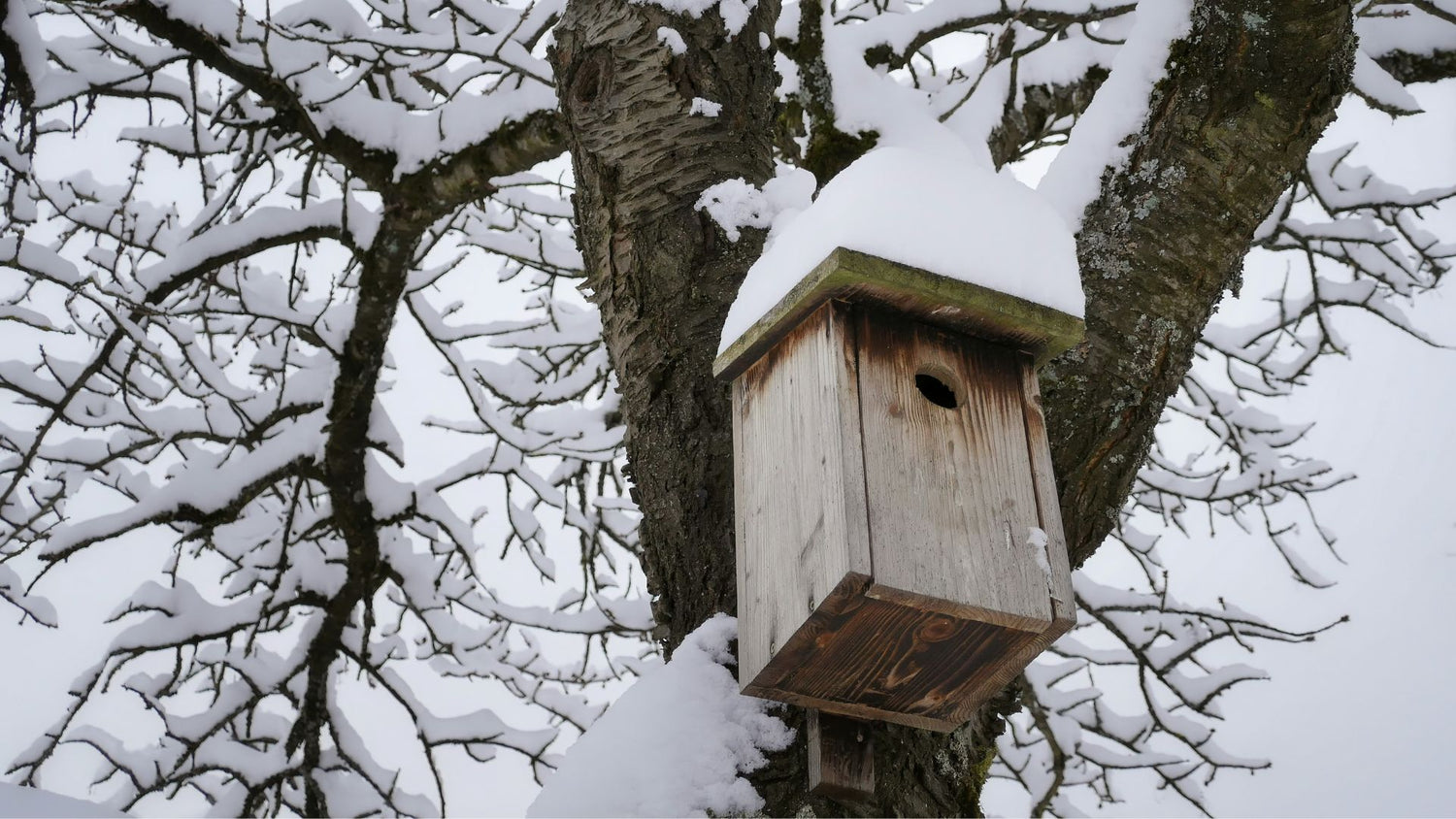 A cozy birdhouse in the snow, showing its charm and durability in a wintery garden setting.