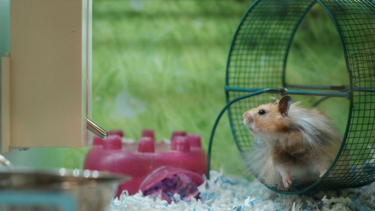 A hamster happily running in a wheel, enjoying one of PetUtopia's fun and engaging rodent toys.