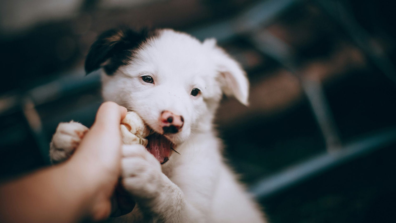 A dog happily biting a snack that contains a food supplement, showcasing the ease of administering health-boosting treatments from PetUtopia.