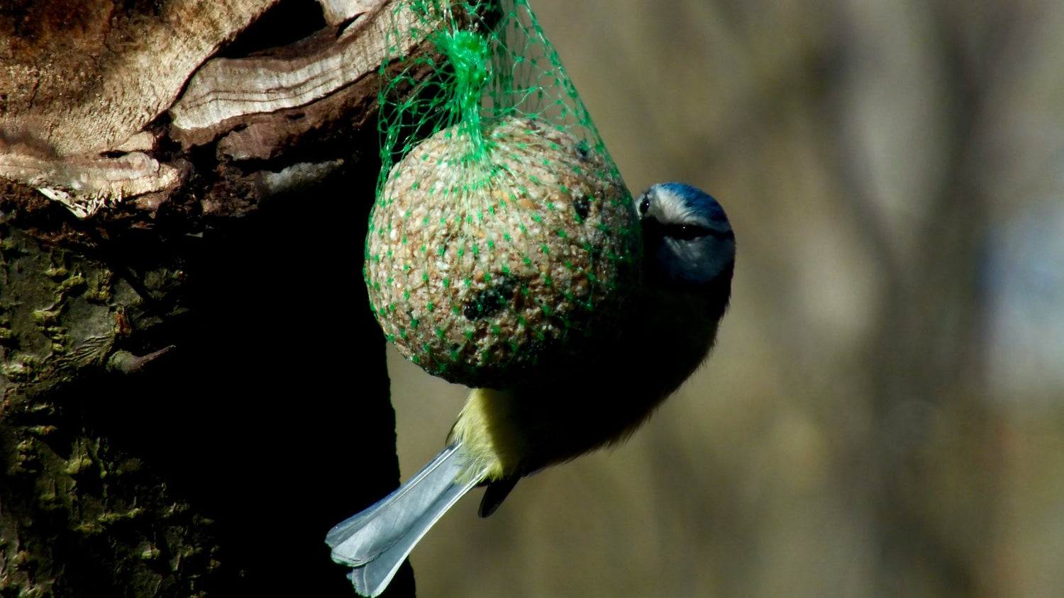 A bird getting food from a fat ball, hung up by humans