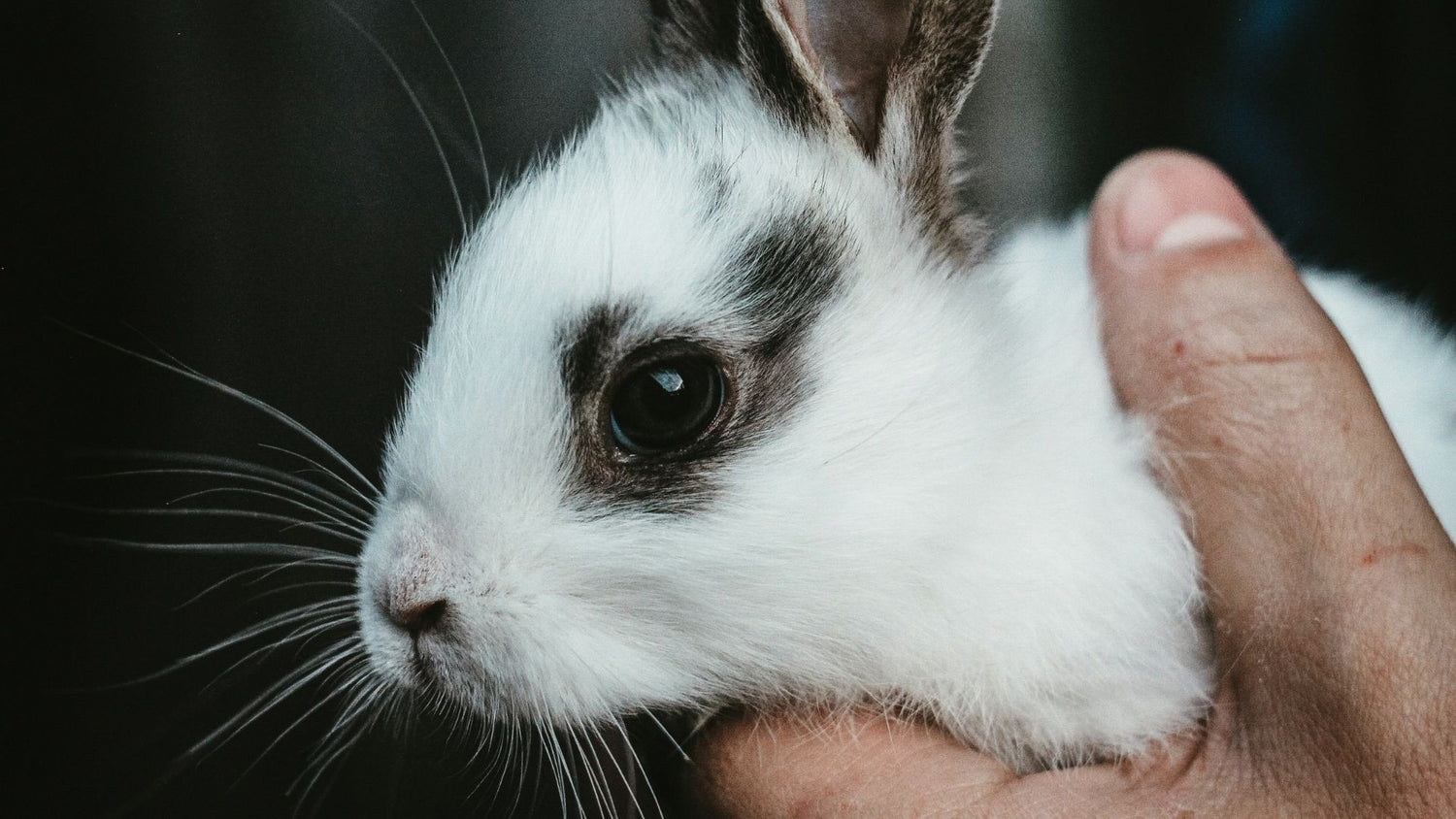 A gentle hand holding a rabbit, showcasing the care and safety provided by PetUtopia's transport boxes for rodents.