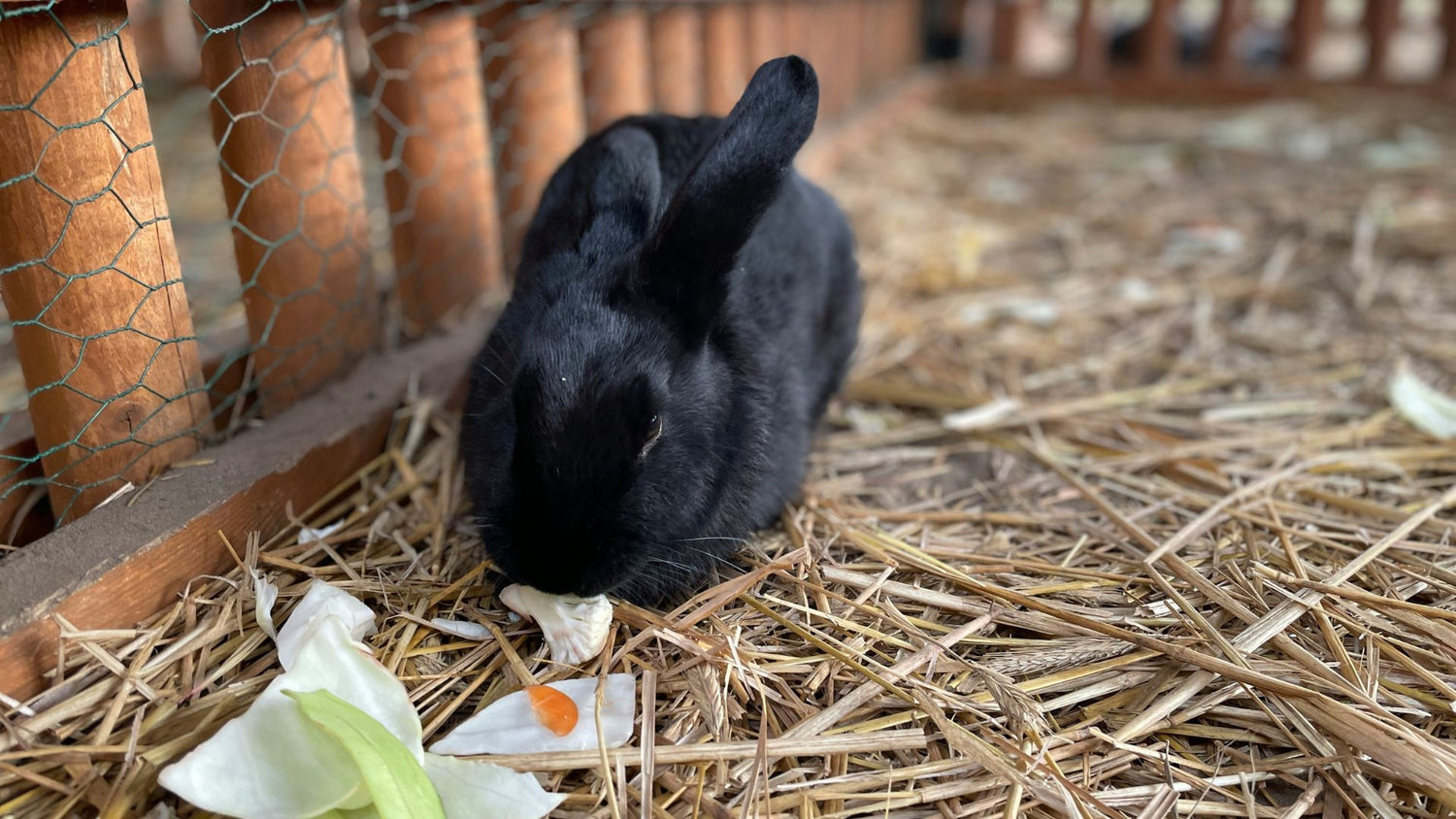 A rodent eating from a feeding station, highlighting PetUtopia's range of food and drink accessories for small pets