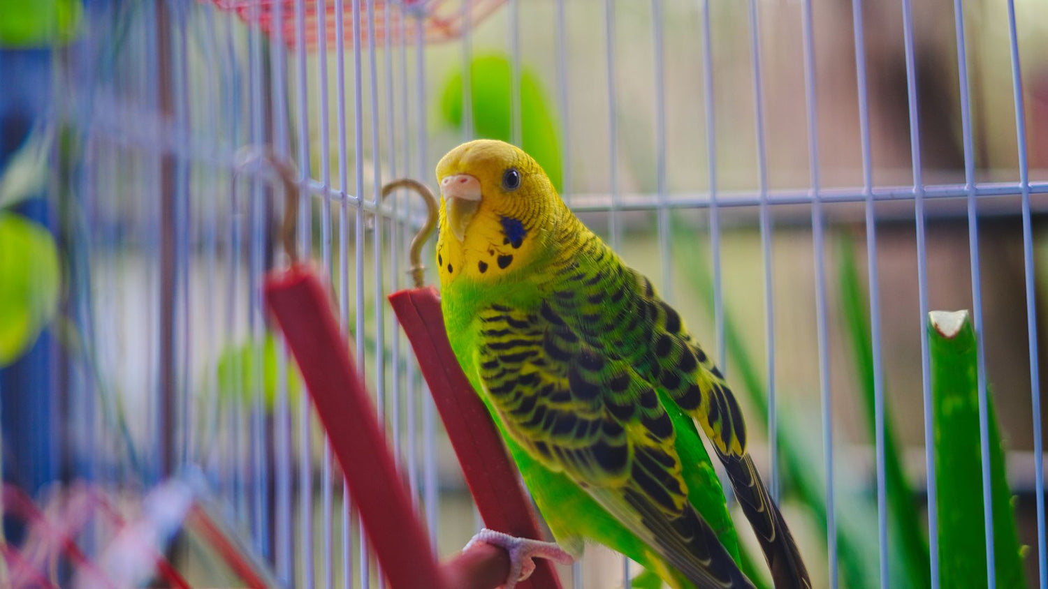 A cheerful bird in a well-furnished cage with toys, nesting materials, and a feeder, highlighting PetUtopia’s range of bird accessories.