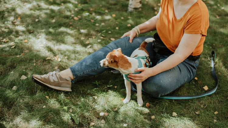 Dog on a leash in the park with a woman