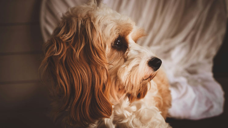 A dog being groomed with scissors and a brush, highlighting the care and attention given during a grooming session with PetUtopia products.