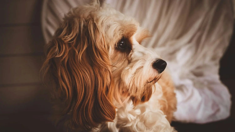 A dog being groomed with scissors and a brush, highlighting the care and attention given during a grooming session with PetUtopia products.