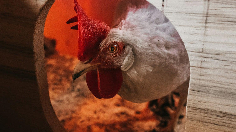 A chicken getting out of his hutch, showing the variety of quality bird food PetUtopia offers.