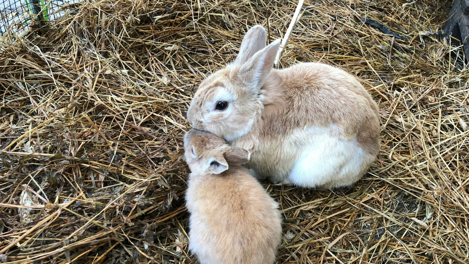 A content pair of rabbits nestled in hay, enjoying a healthy diet provided by PetUtopia’s range of dry food options.