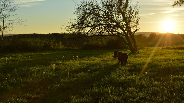 A dog lying in the grass, enjoying a pest-free day thanks to PetUtopia's flea and tick control products.