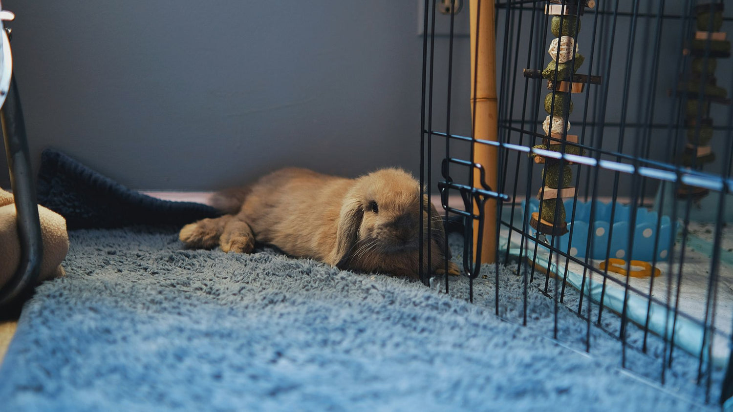 A cute rabbit nestled on a bed, highlighting the natural and healthy environment provided by PetUtopia's food supplements.