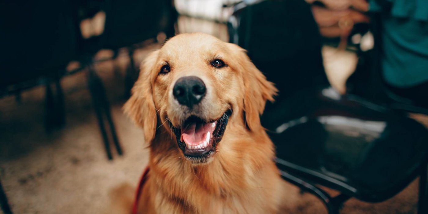 Happy dog looking at the camera, showcasing a joyful expression and well-being.