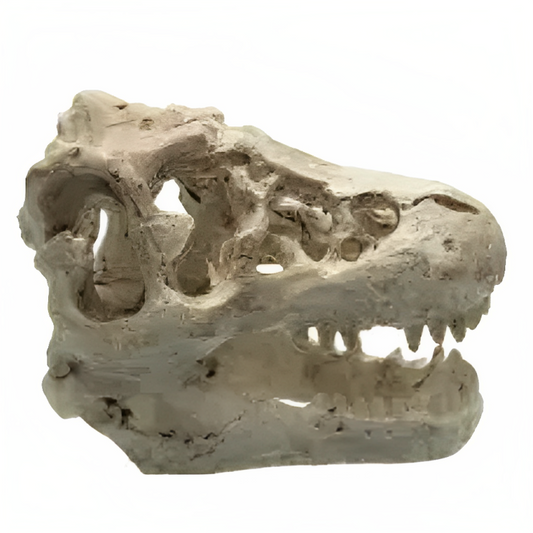 PetUtopia T-Rex Skull for Aquariums