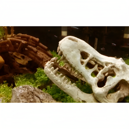 PetUtopia t-rex skull decoration for aquarium