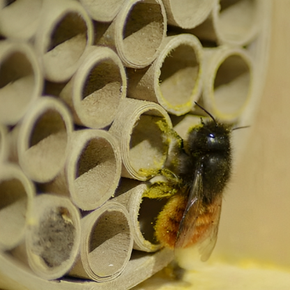 LUXUS-INSEKTENHOTELS Insectenhotel voor bijen